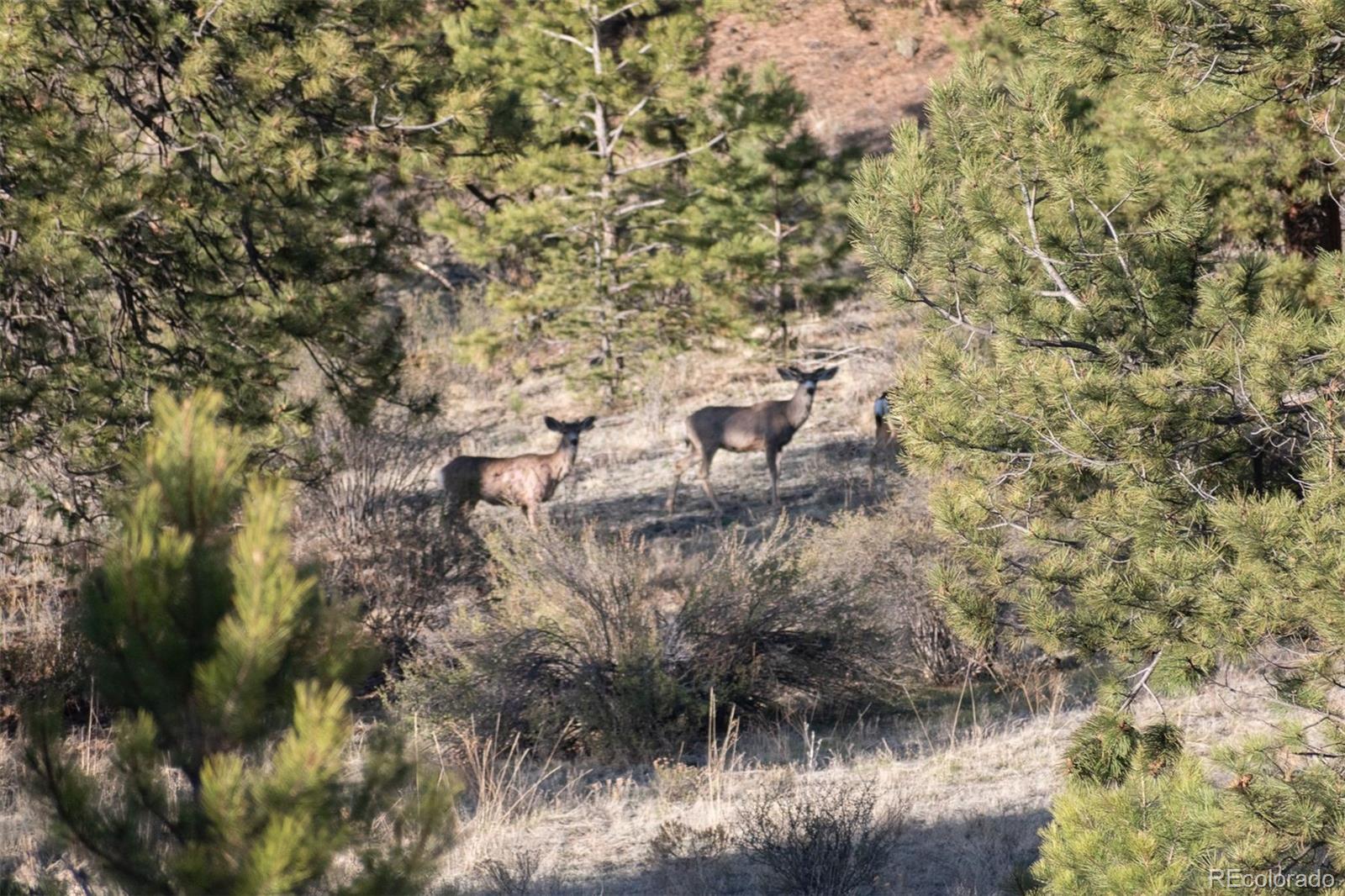 0 Big Buck Road Guffey, CO 80820 - Photo 42 of 50