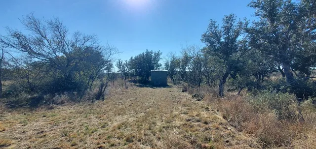 a view of a dry yard with trees
