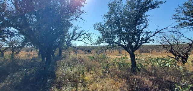 a view of tree covered with tall trees