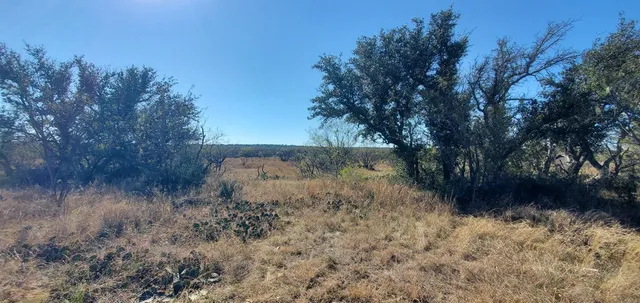 a view of a yard with a tree