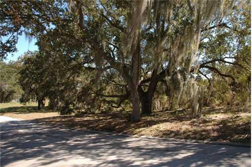 7 Castle Hill Way Sewall's Point, FL 34996 - Photo 11 of 14 a view of tree next to a yard