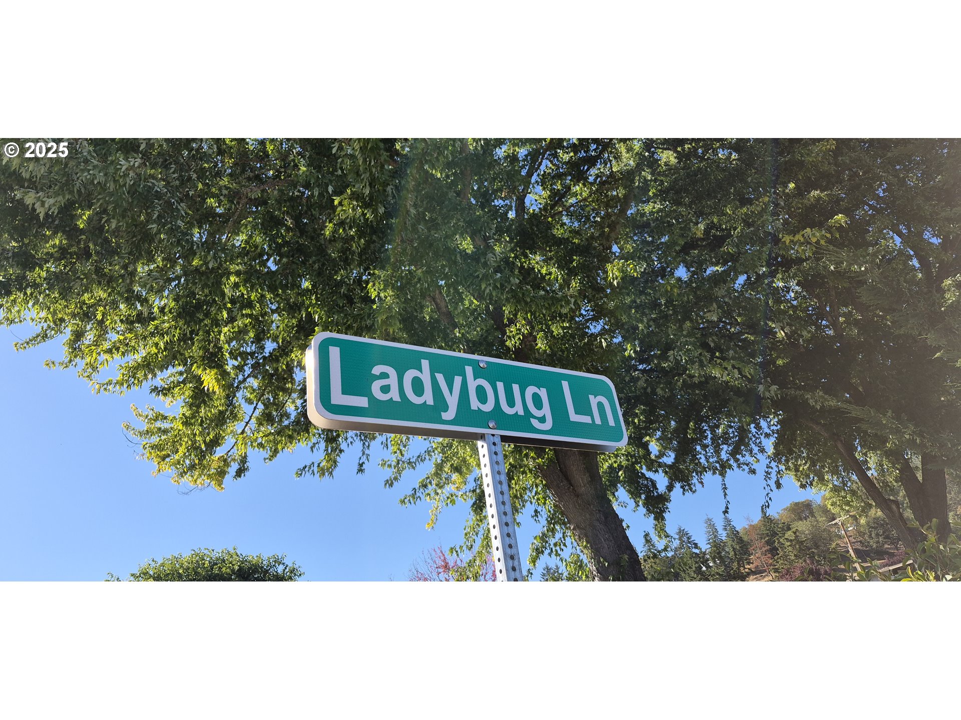 359 Ladybug Lane Roseburg, OR 97470 - Photo 13 of 13 a view of a street with an outdoor space