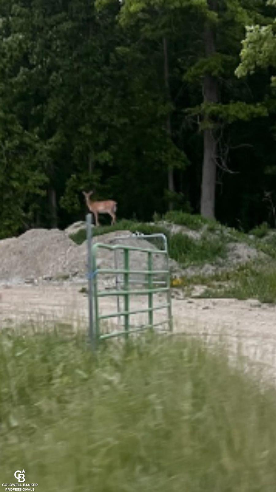 0 Meldrum Road Casco, MI 48064 - Photo 5 of 18 Lots of deer on the prope