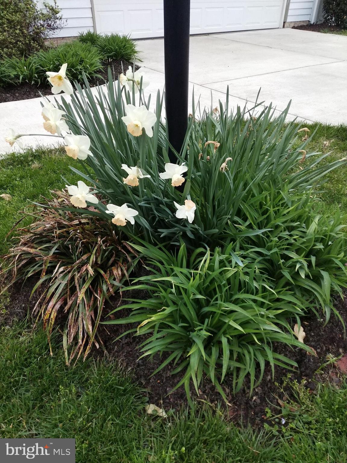 8312 Crown Court Road Alexandria, VA 22308 - Photo 4 of 68 Small flower garden at lamp post