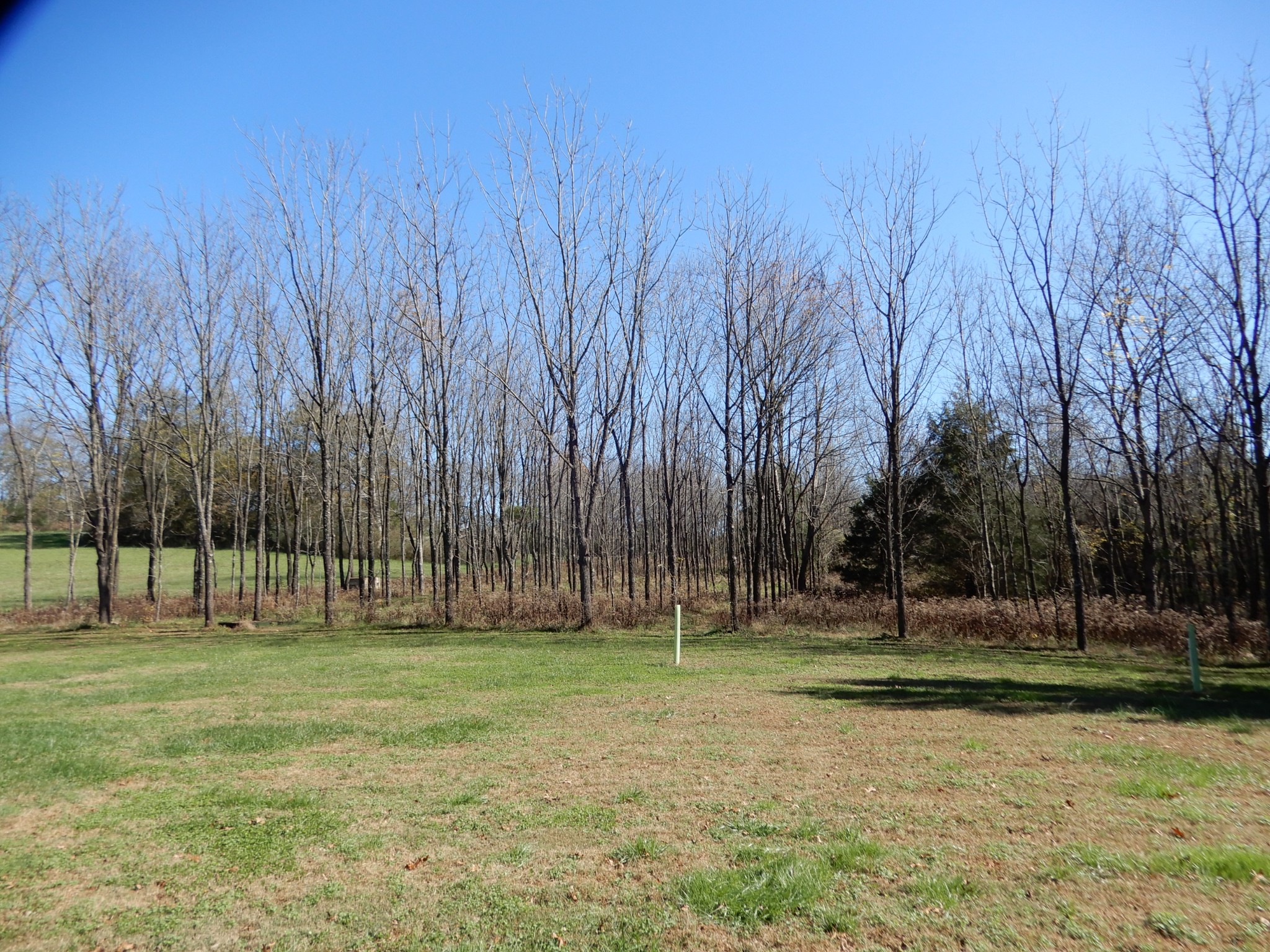 1926 Hunters Run Road Lewisburg, TN 37091 - Photo 24 of 50 Rear yard outside of fence showing grove of walnut trees.