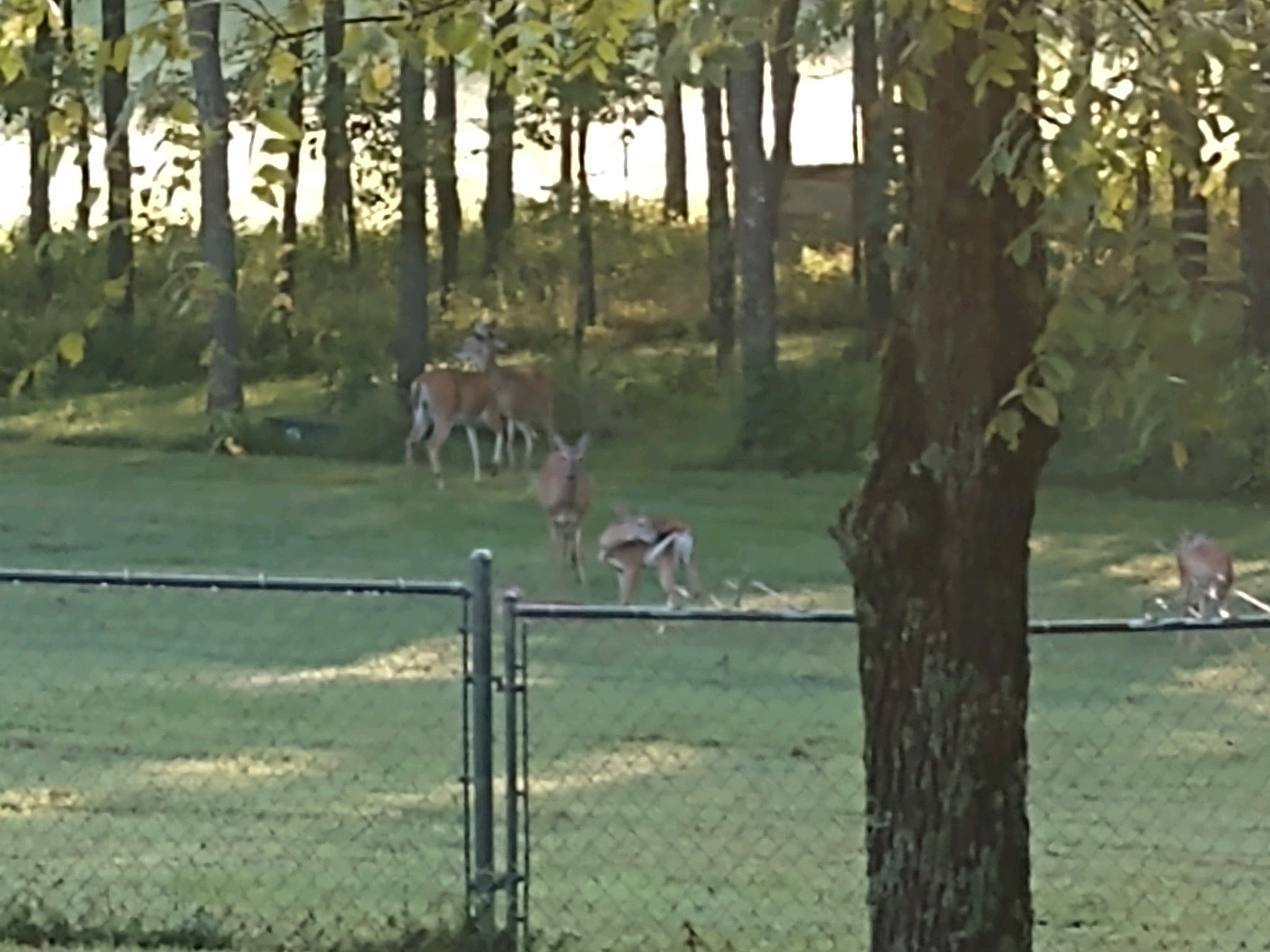 1926 Hunters Run Road Lewisburg, TN 37091 - Photo 49 of 50 These deer are permanent residents. They are protected from hunting and are not afraid of residents of the home when you steps out to see them.