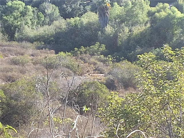 a view of a forest with a mountain in the background