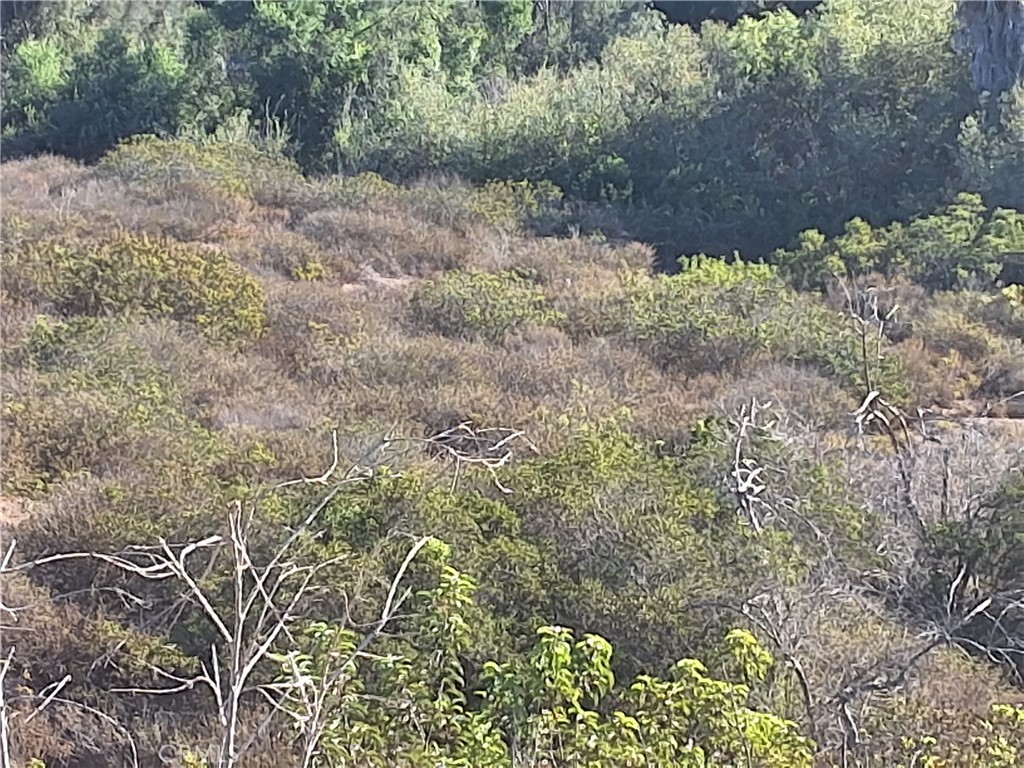 0 Vía Puerta Del Sol Bonsall, CA 92003 - Photo 18 of 25 a view of a plants with large trees