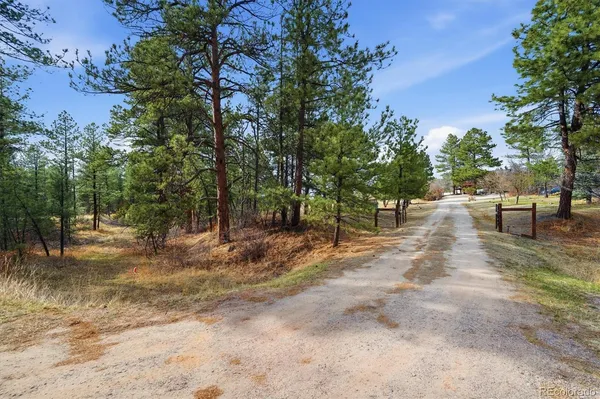 a view of a yard with plants and trees