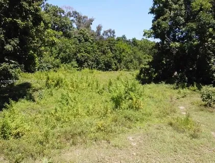 a view of a yard