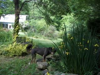 5836 Jeters Chapel Road Vinton, VA 24179 - Photo 25 of 35 Frog pond/Water Iris