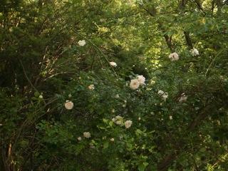 5836 Jeters Chapel Road Vinton, VA 24179 - Photo 30 of 35 More Roses