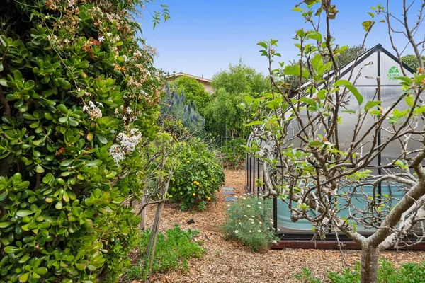 a view of banana tree