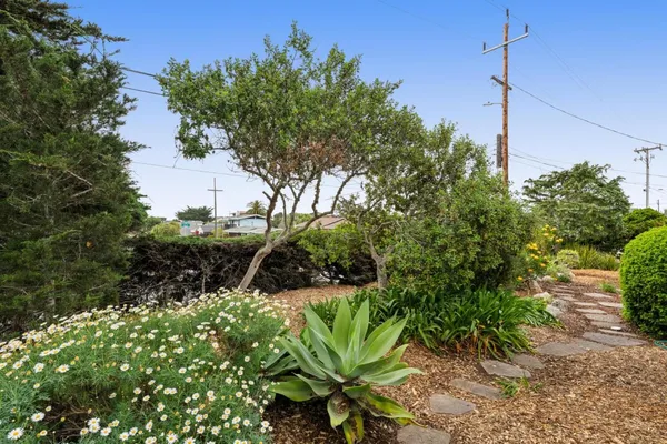 a view of a garden with plants