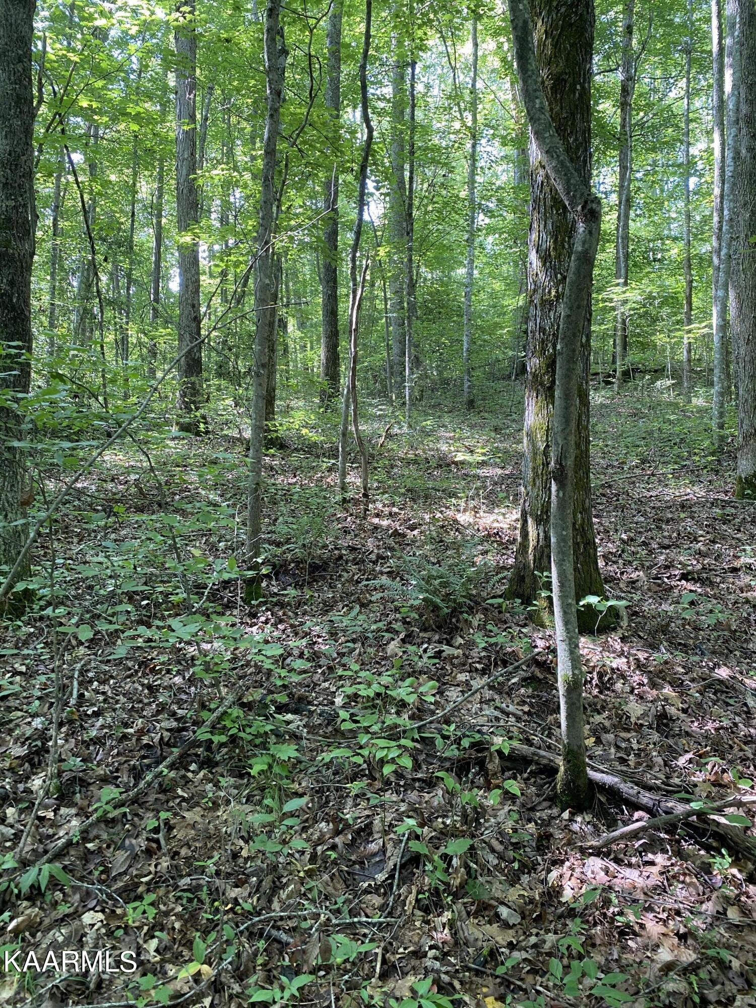 230 Old Brimstone Road Helenwood, TN 37755 - Photo 27 of 30 IMG_7908