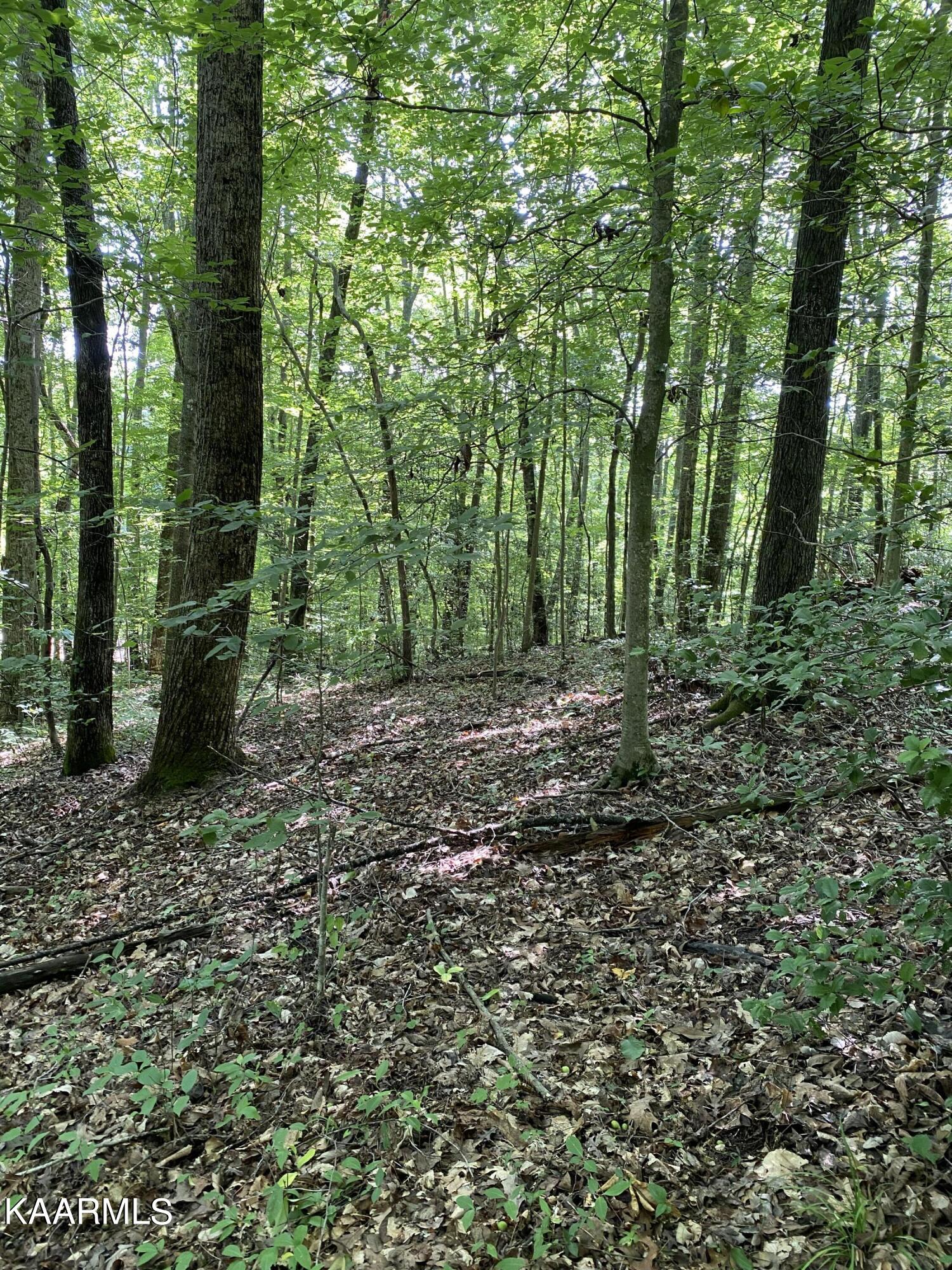 230 Old Brimstone Road Helenwood, TN 37755 - Photo 28 of 30 IMG_7909