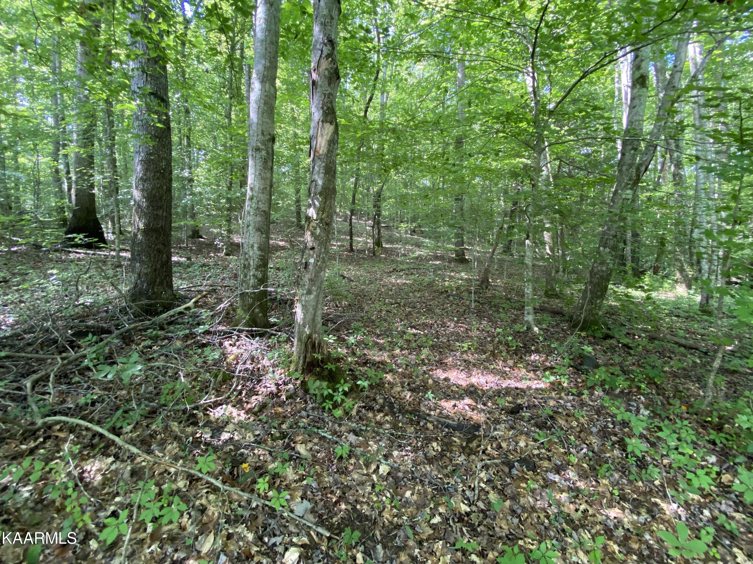 230 Old Brimstone Road Helenwood, TN 37755 - Photo 29 of 30 IMG_7899