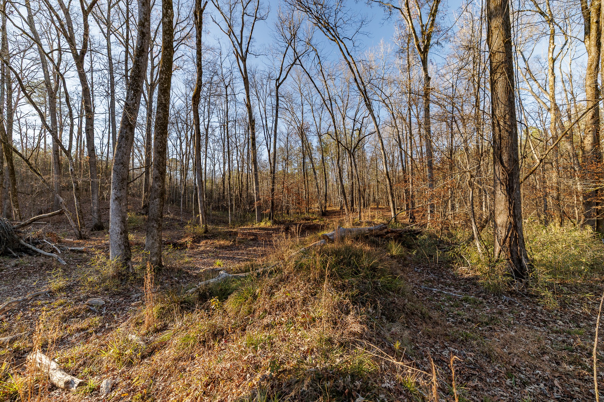 8548 Elberton Road Tignall, GA 30668 - Photo 23 of 50 a view of backyard of house