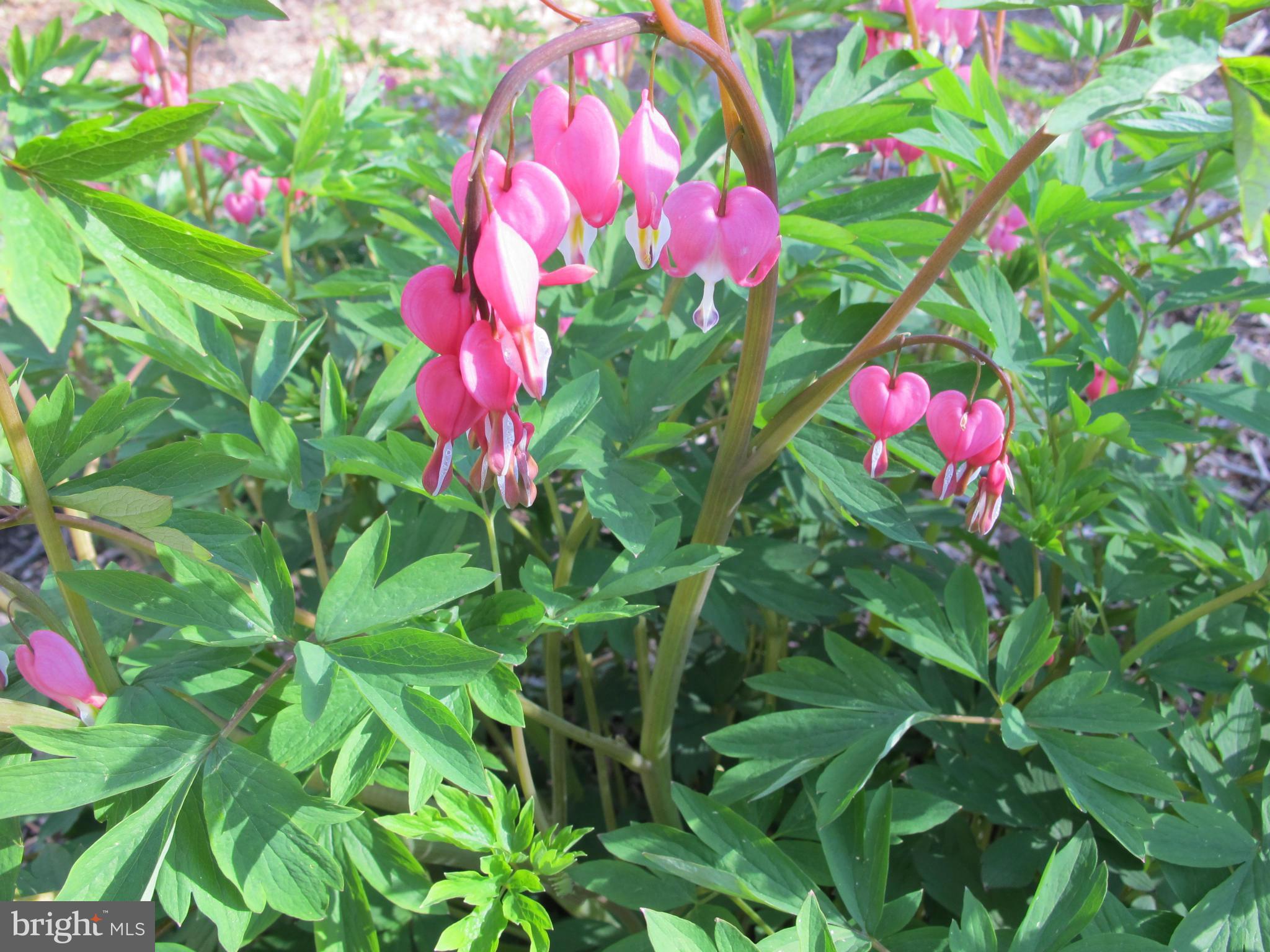 10714 Cross School Road Reston, VA 20191 - Photo 20 of 27 a view of a flower