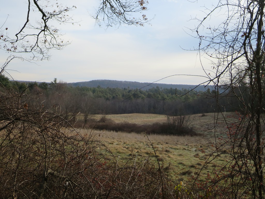 a view of a yard
