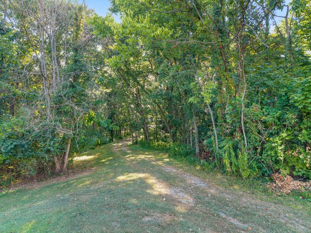 a view of a forest with trees in the background