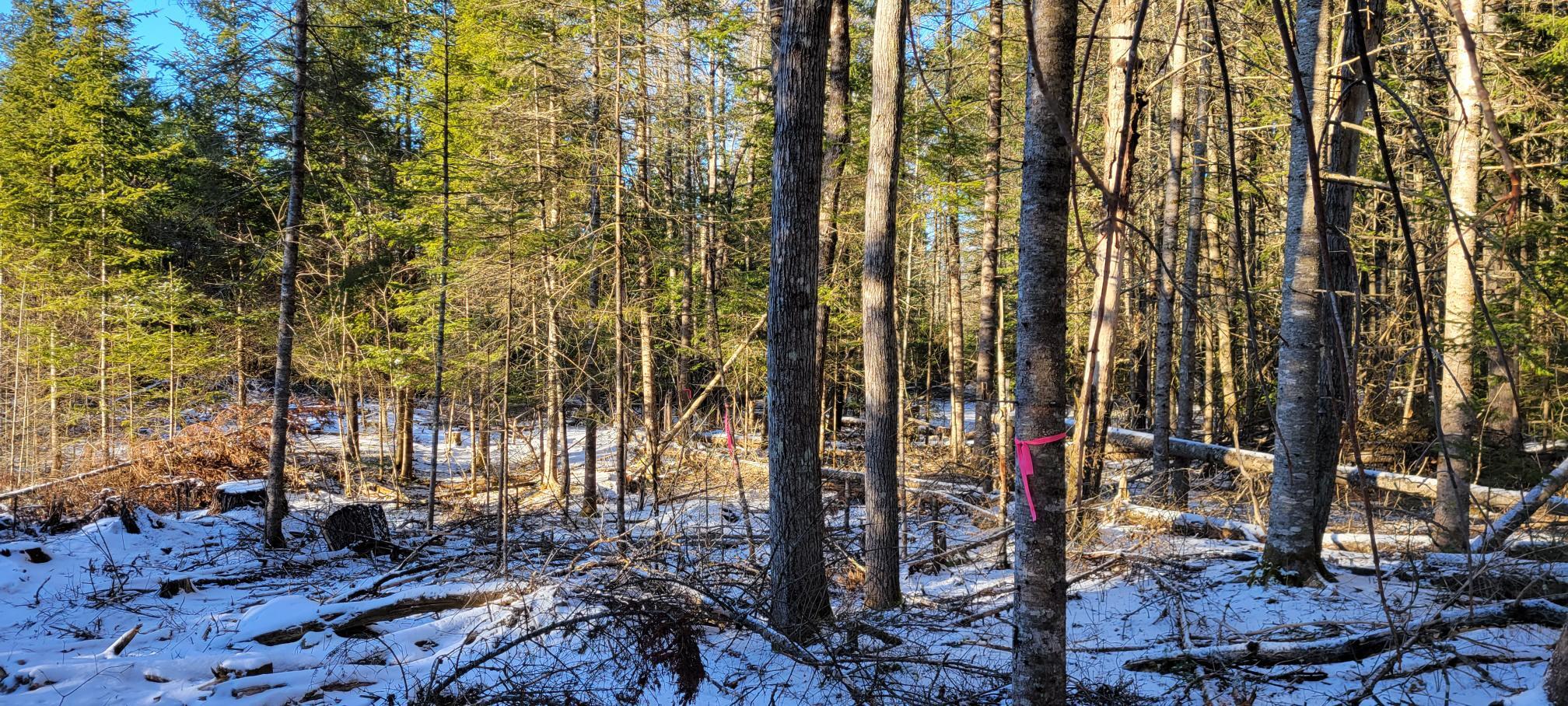 4 Spaulding Road Palmyra, ME 04965 - Photo 4 of 36 Lot 9