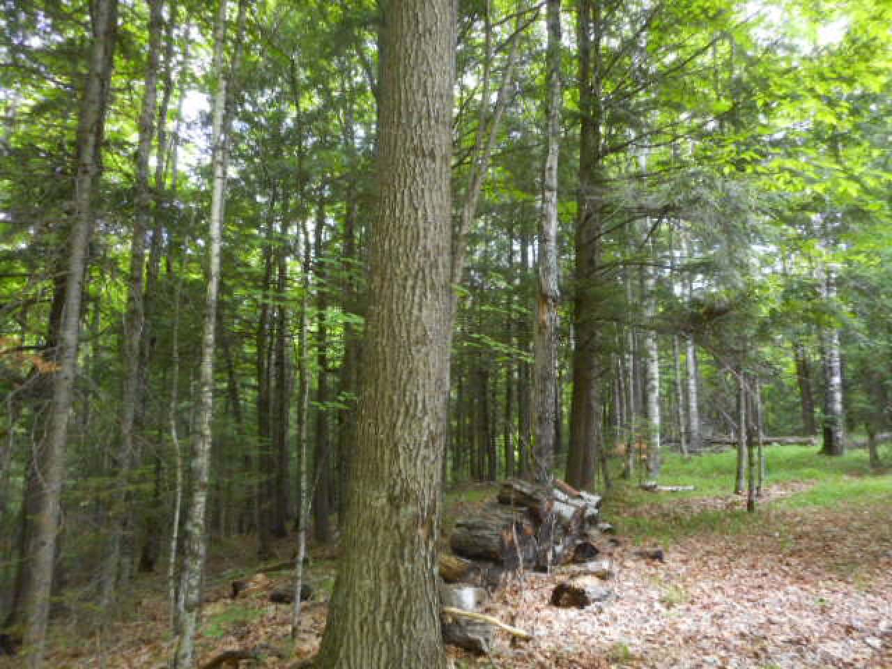 N10532 Walleye Road Pearson, WI 54462 - Photo 23 of 24 Gallery Image 23