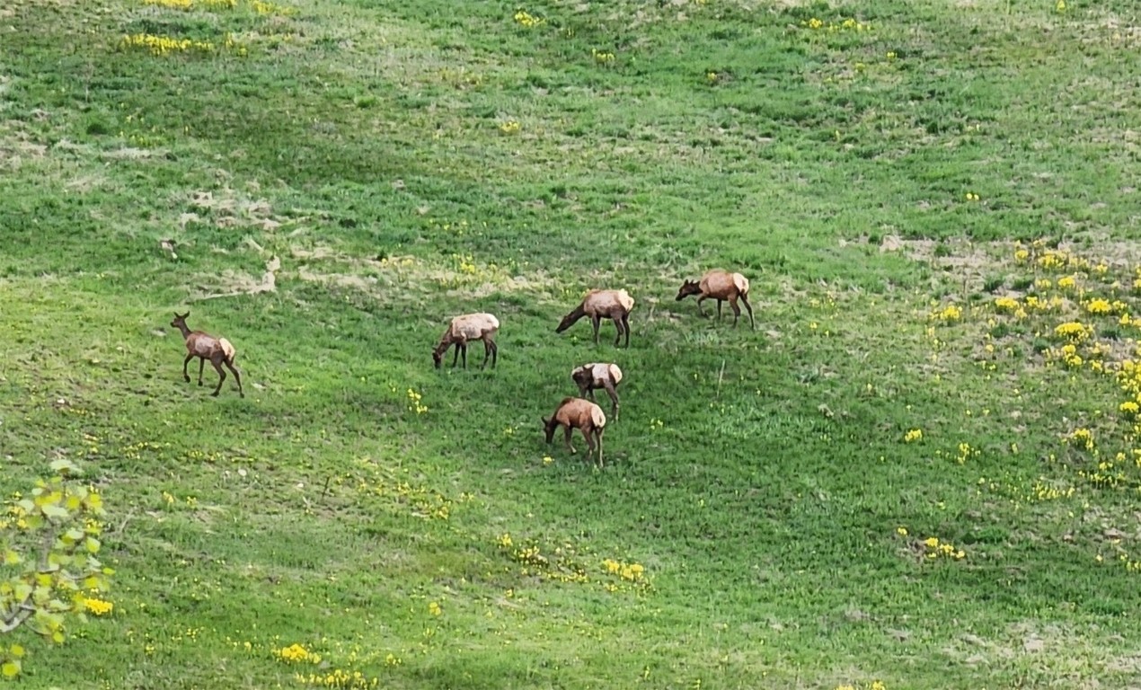 1672 South Ruby Road Silverthorne, CO 80498 - Photo 22 of 27 a view of a lush green forest