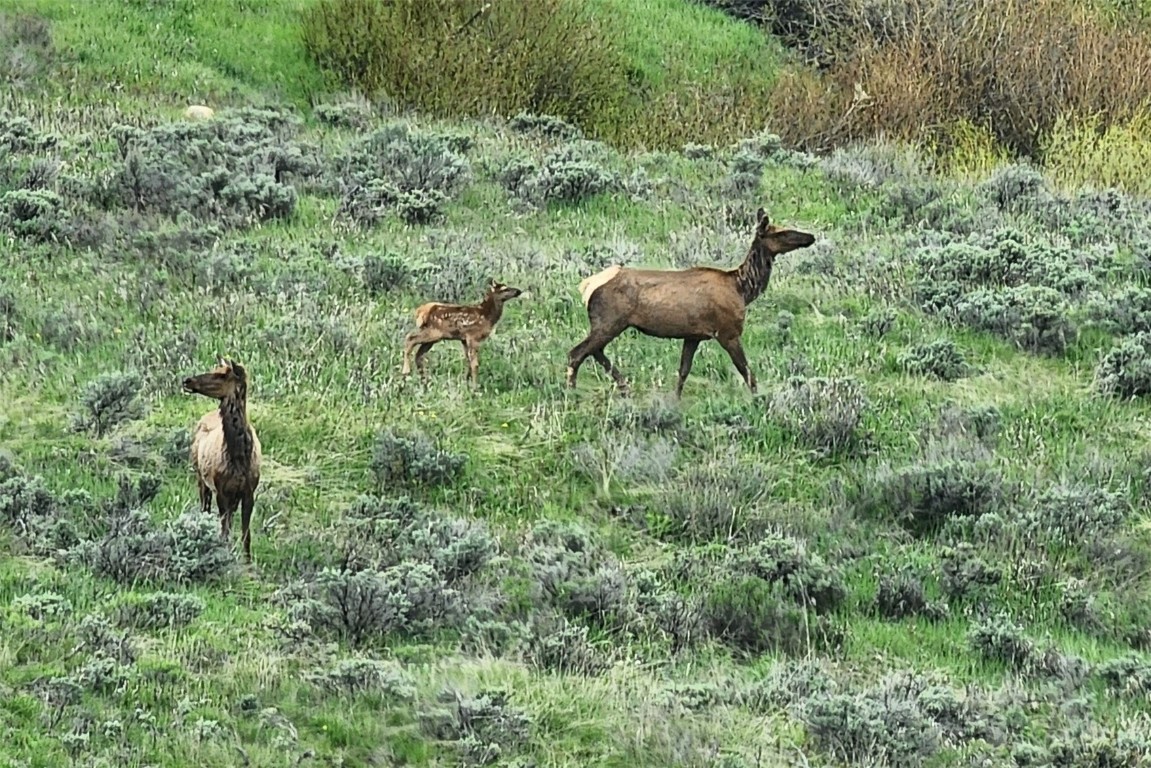 1672 South Ruby Road Silverthorne, CO 80498 - Photo 24 of 27 a backyard of a house with table and chairs