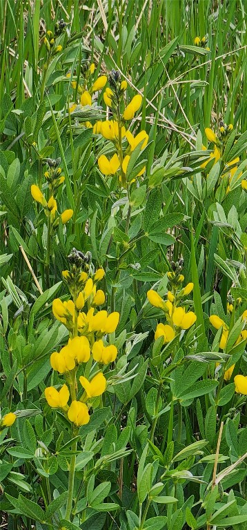 1672 South Ruby Road Silverthorne, CO 80498 - Photo 25 of 27 a backyard of a tree