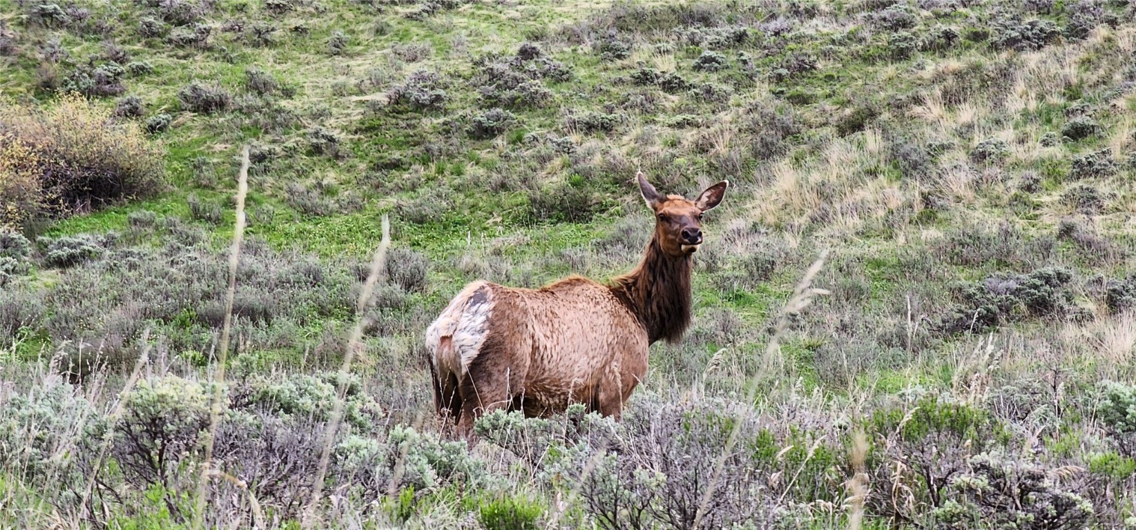 1672 South Ruby Road Silverthorne, CO 80498 - Photo 3 of 27 a view of a lush green forest
