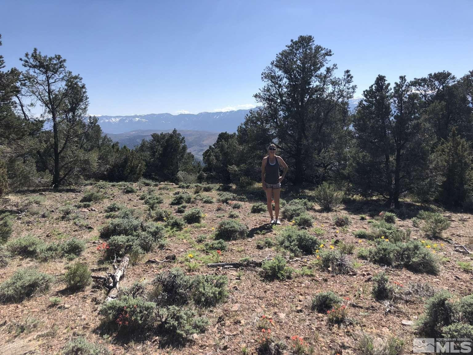 2940 Union Road Reno, NV 89521 - Photo 21 of 35 a view of a dry yard with trees