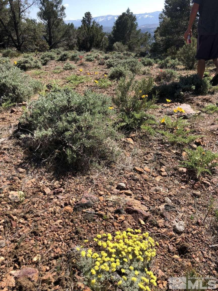 2940 Union Road Reno, NV 89521 - Photo 22 of 35 a view of a yard with a tree