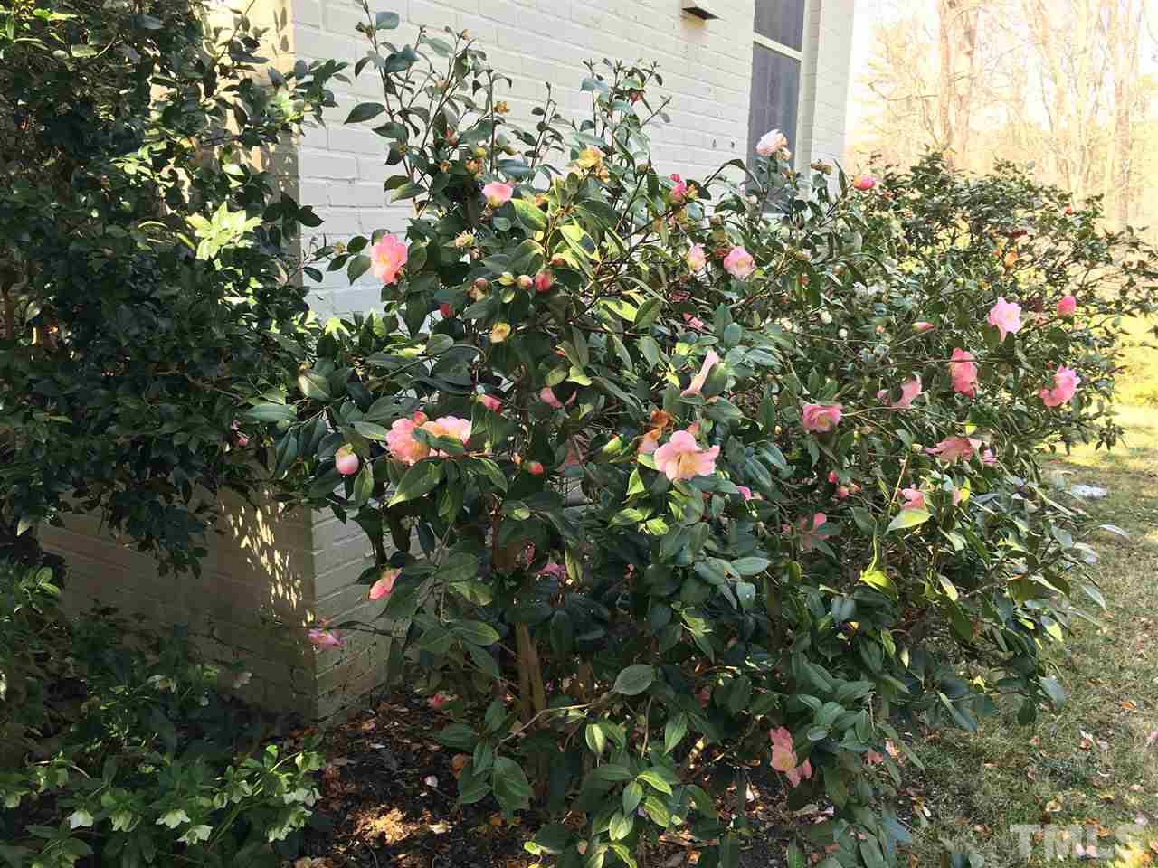 7 Sylvan Road Durham, NC 27701 - Photo 22 of 25 a view of flowers in bunch