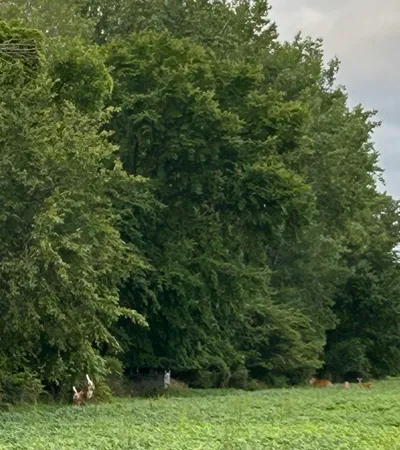 $288,000 | 7755 McAlpin Road, Owendale, MI 48754