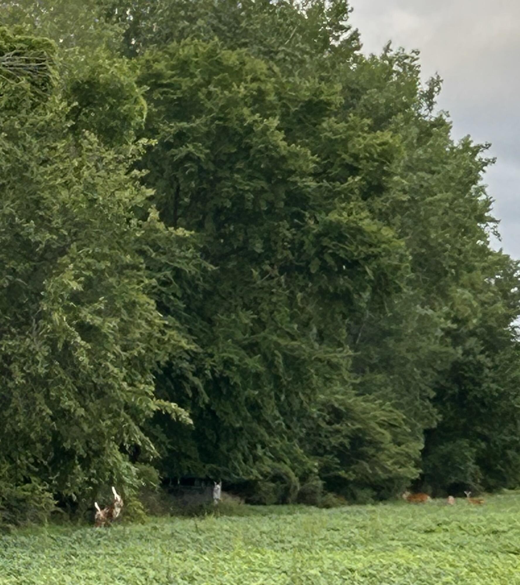 7755 McAlpin Road Owendale, MI 48754 - Photo 53 of 55 IMG_1931