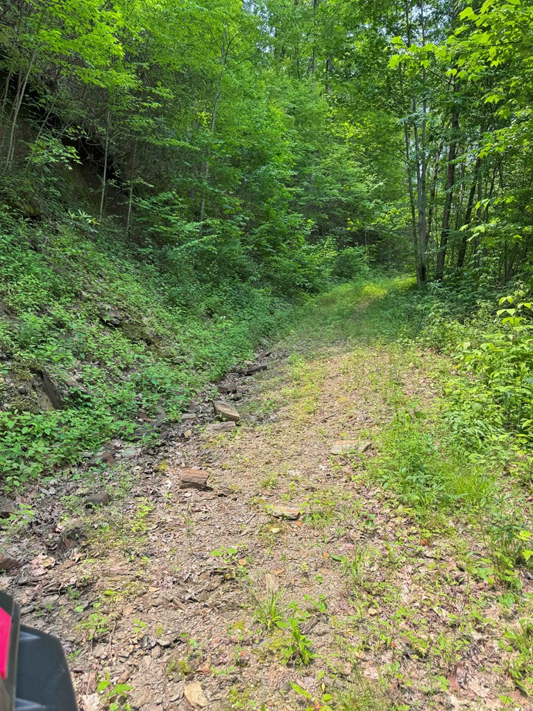 88-acres Bolden Branch Road Andrews, NC 28901 - Photo 14 of 34