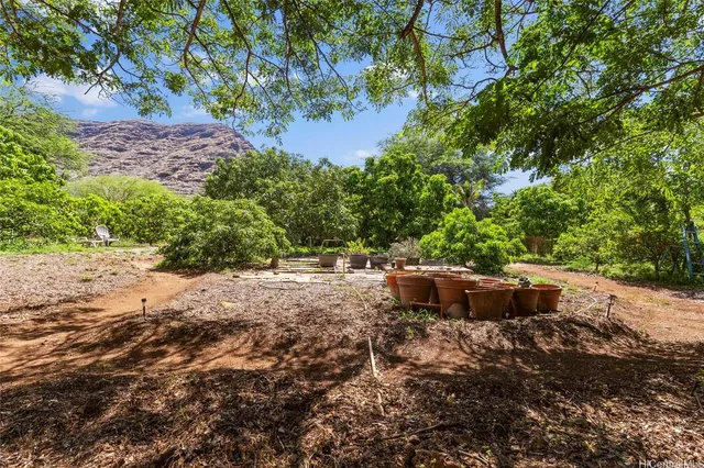a view of a dry yard with large trees