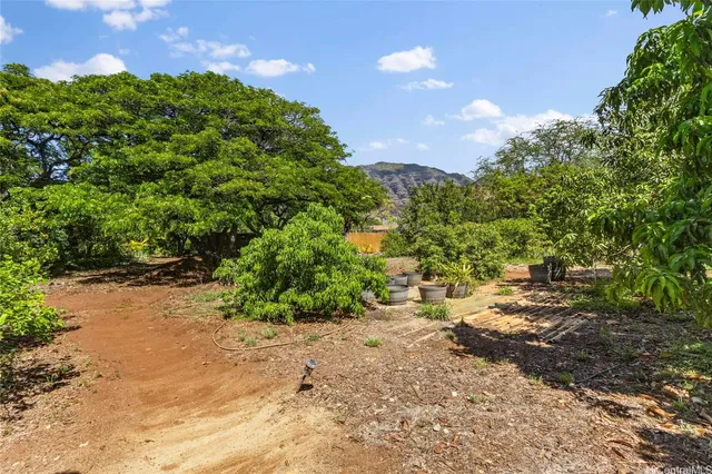 a view of a large yard with plants and large trees