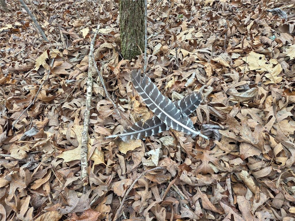 0 North County Road 96 Road Walnut Grove, MO 65770 - Photo 25 of 40