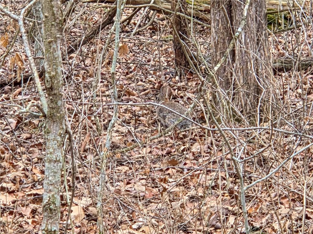 0 North County Road 96 Road Walnut Grove, MO 65770 - Photo 26 of 40