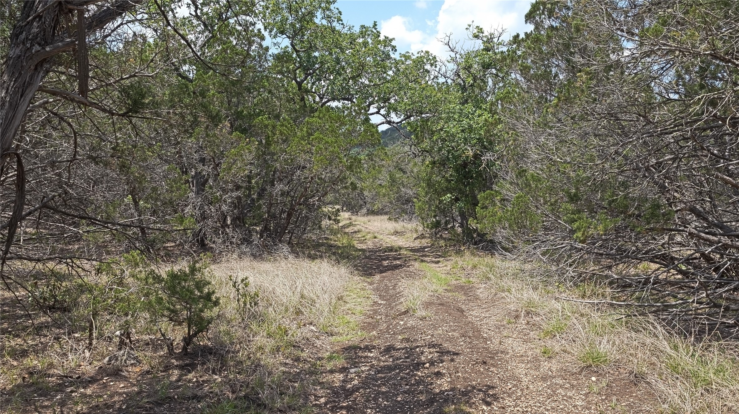 Lot 129 Spring Country Ranch Road Leakey, TX 78873 - Photo 15 of 19 a view of a forest with lots of trees
