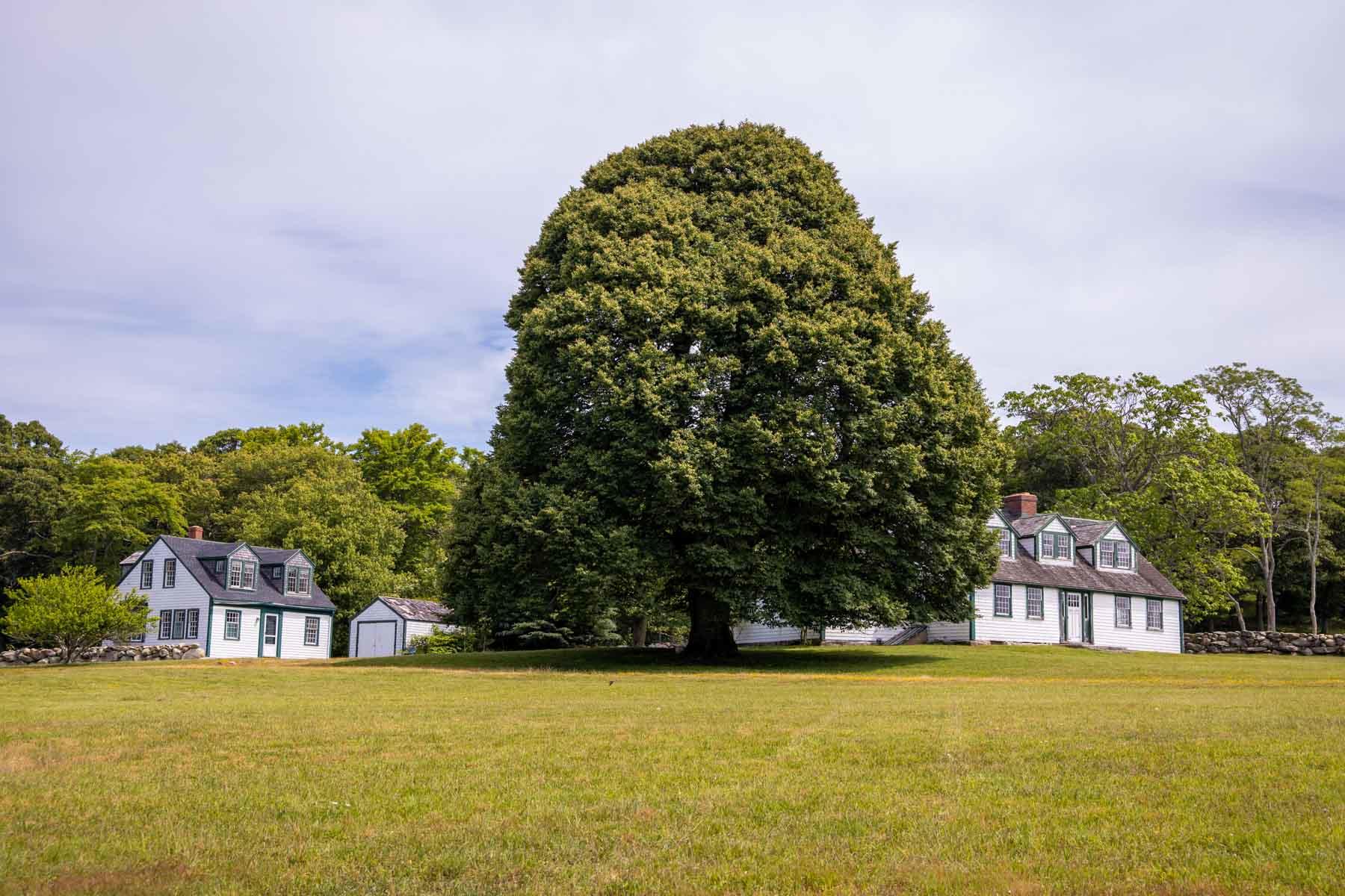 a view of a large garden with a house in the background