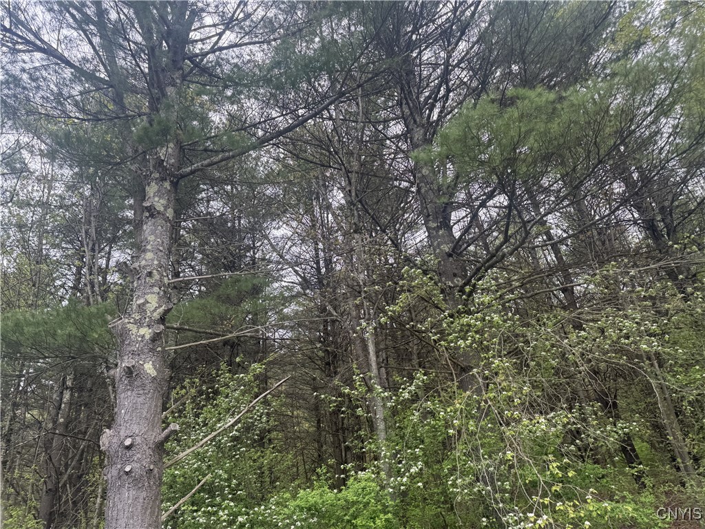 Kilkenny Road Unadilla, NY 13849 - Photo 8 of 17