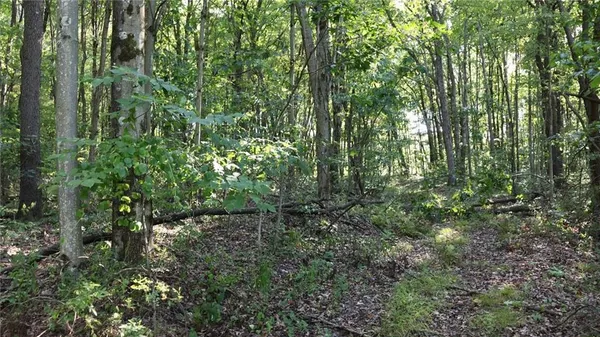 a view of a lush green forest