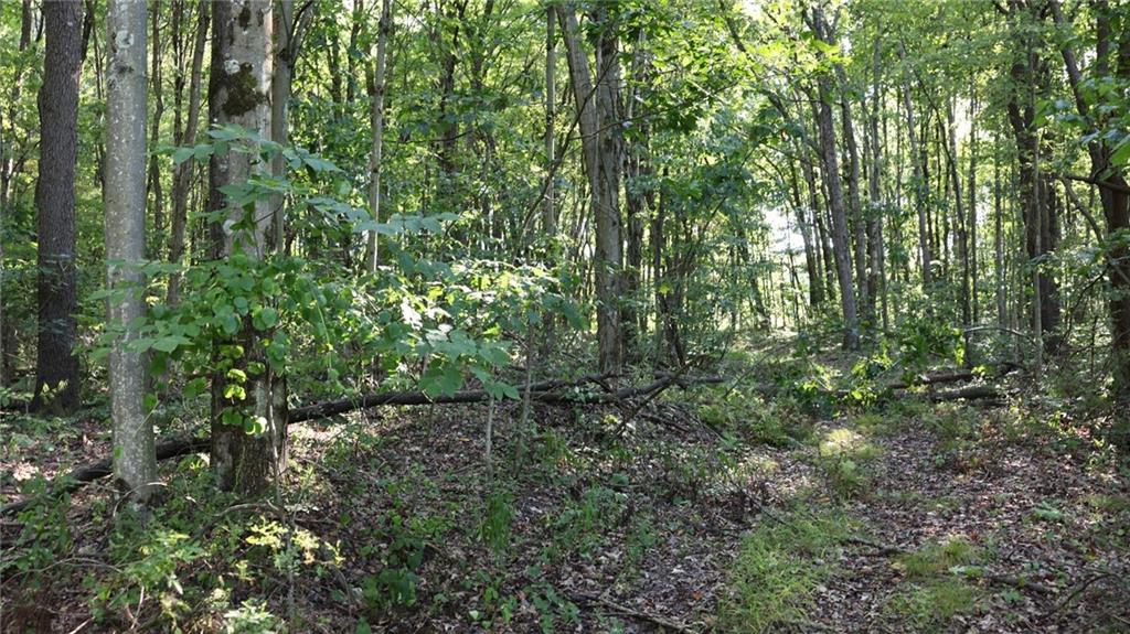 0 Kuzma Road West Sunbury, PA 16061 - Photo 11 of 13 a view of a lush green forest