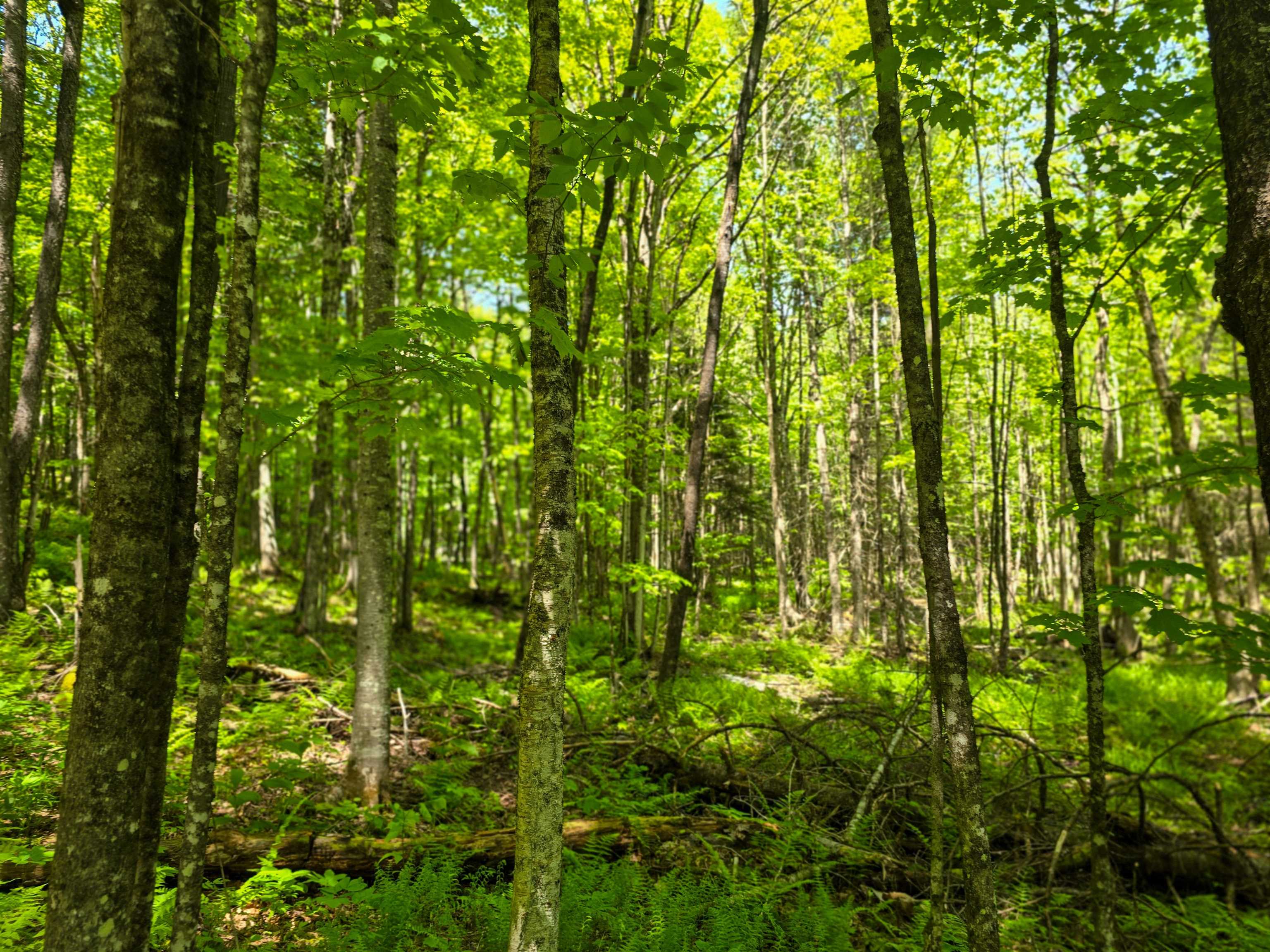 150 Spur Road Bloomfield, VT 05905 - Photo 13 of 55