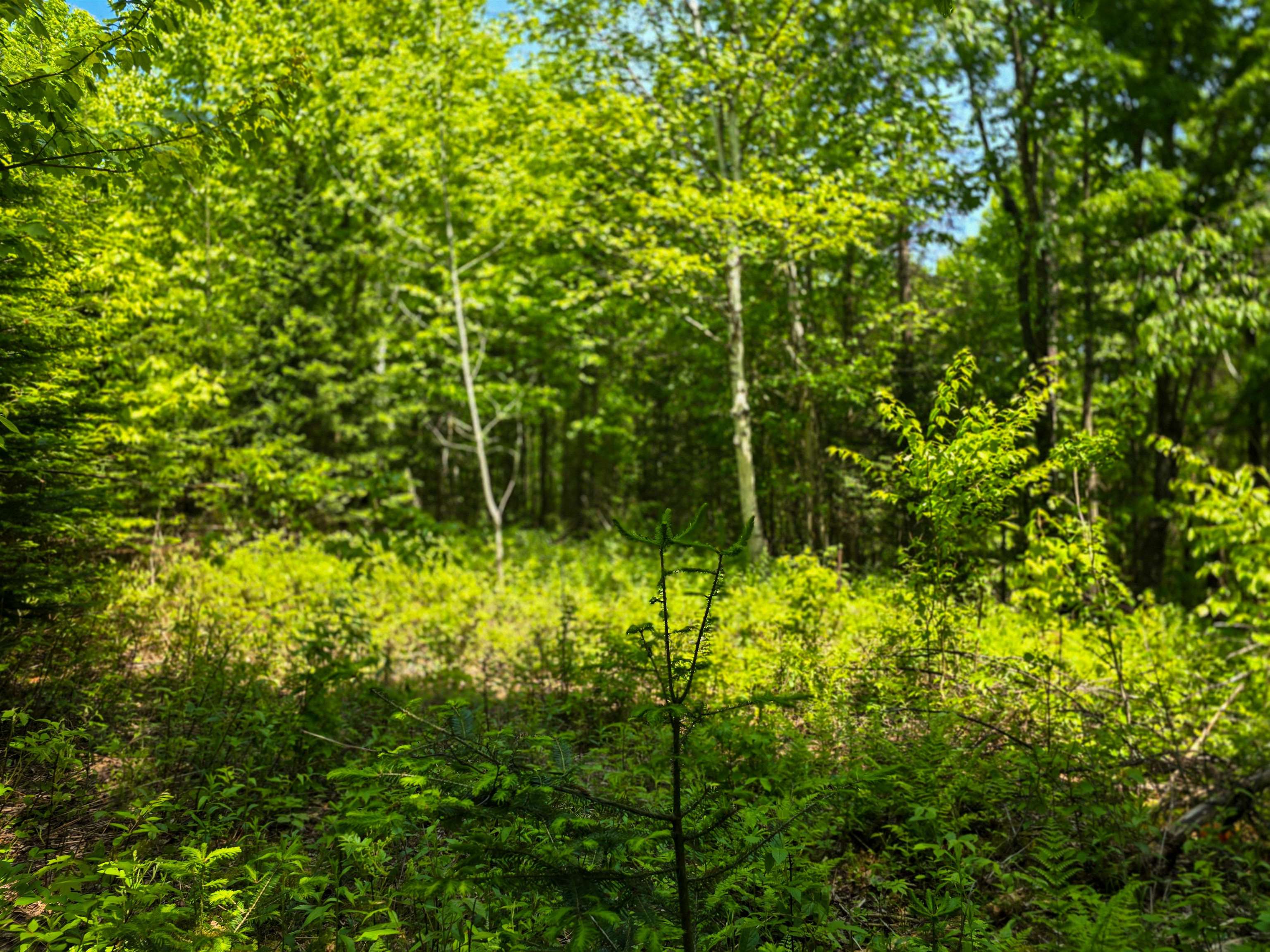 150 Spur Road Bloomfield, VT 05905 - Photo 15 of 55