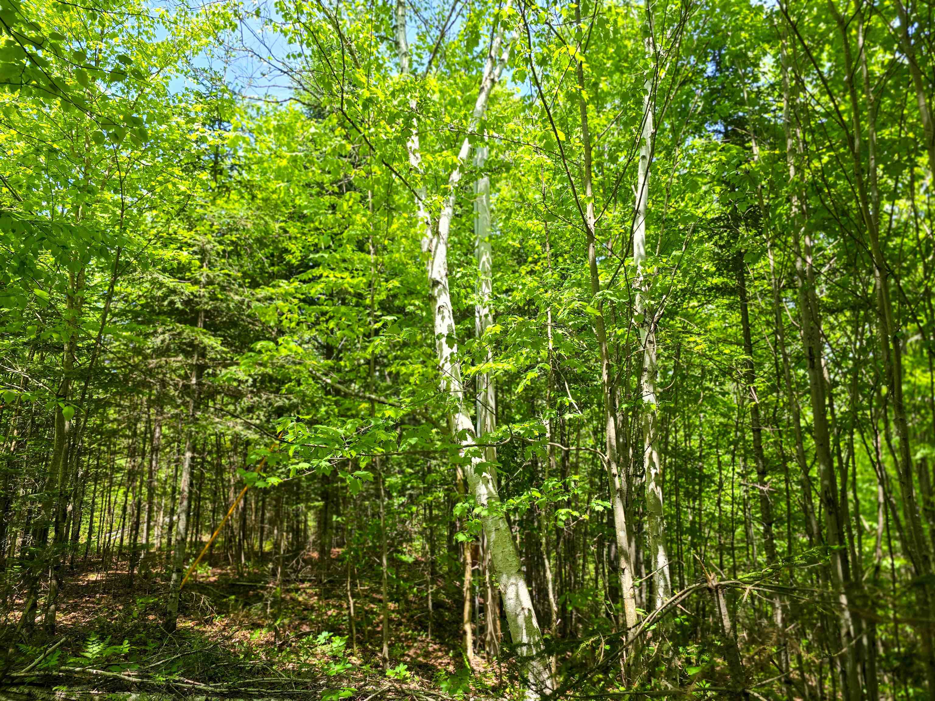 150 Spur Road Bloomfield, VT 05905 - Photo 16 of 55