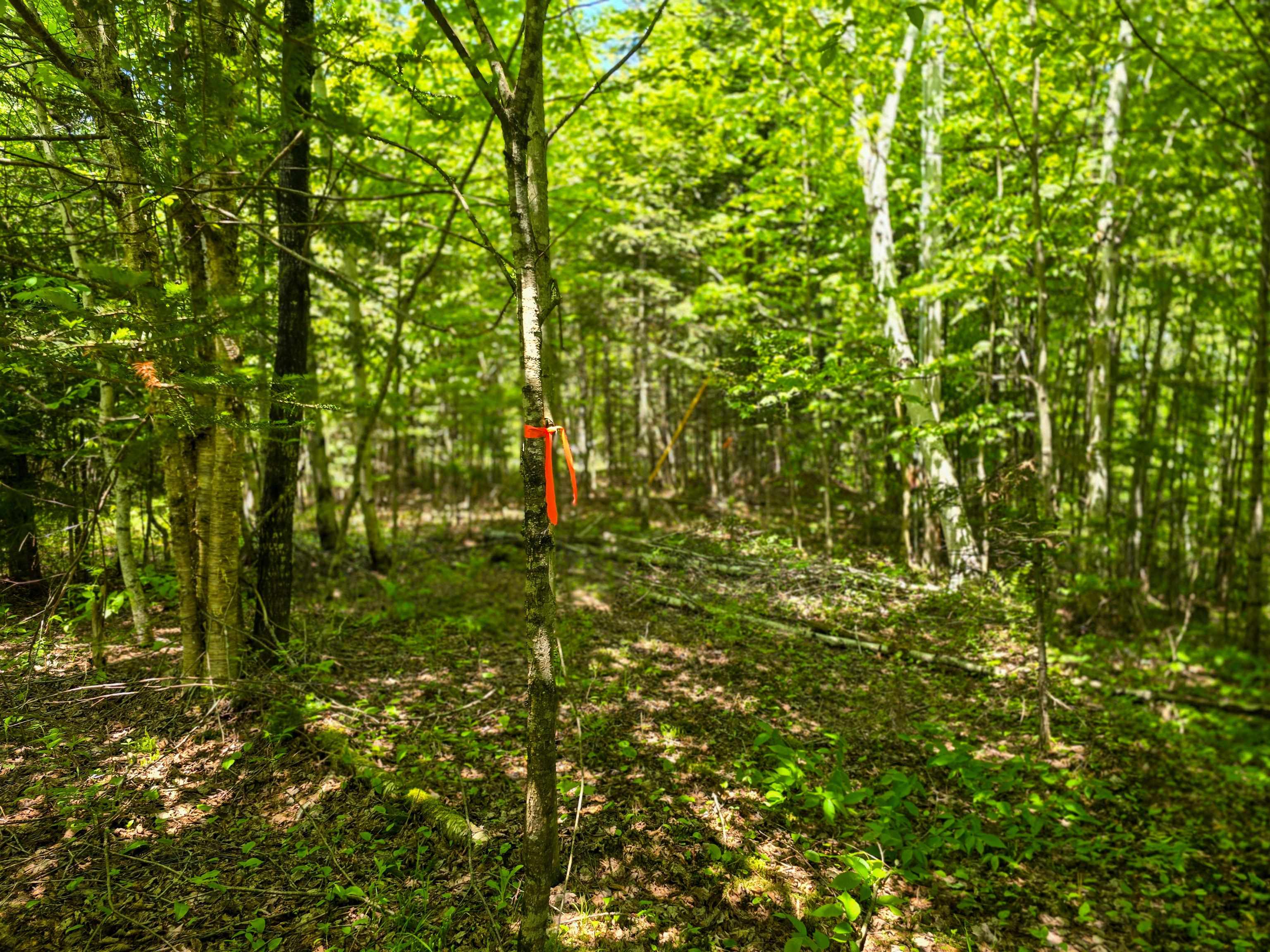 150 Spur Road Bloomfield, VT 05905 - Photo 21 of 55